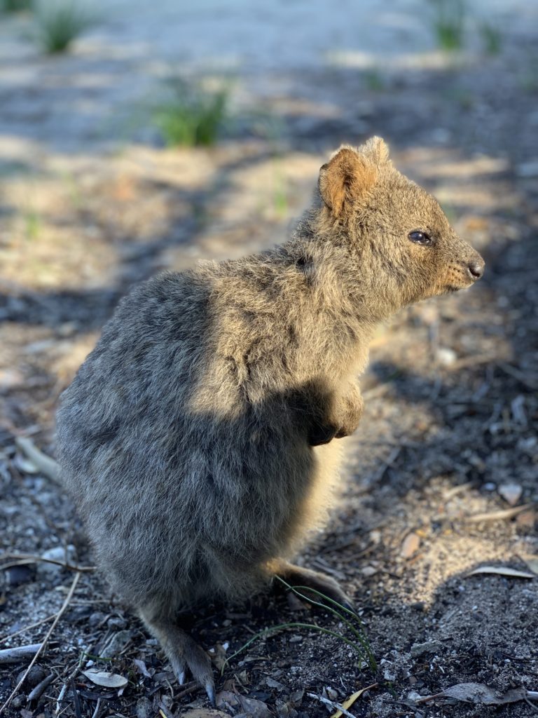 Quokka portrait on Rottnest Island 