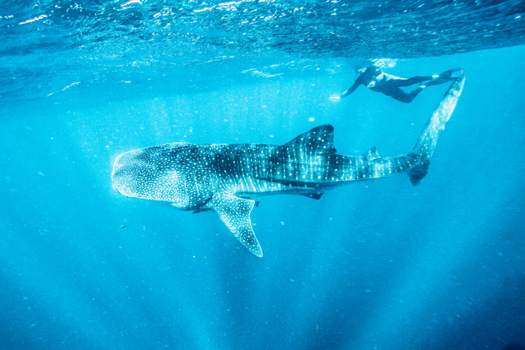 Swimming with whale sharks in Ningaloo Reef 