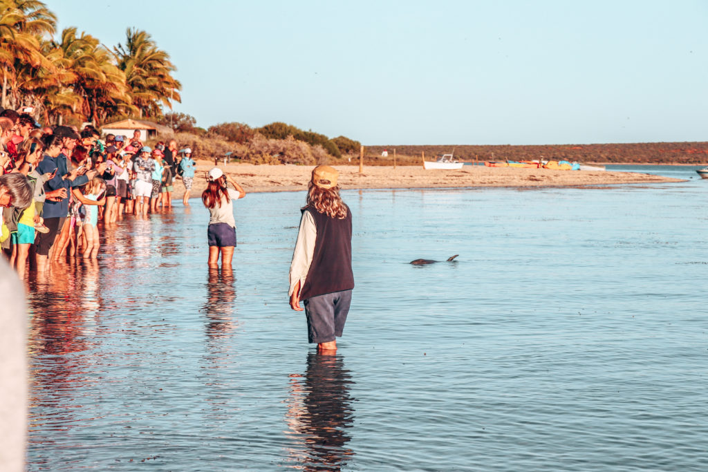 Dolphins feeding at Monkey Mia 