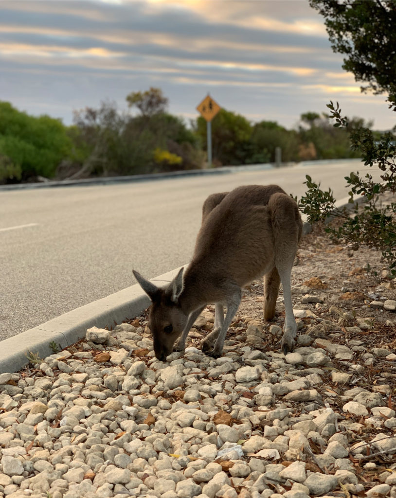 Kangaroo in Nambung National Park 