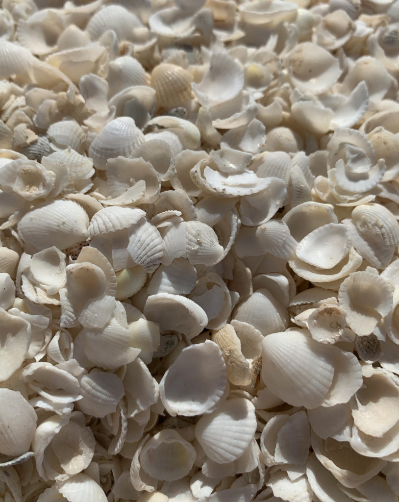 Billions of tiny shells on Shell Beach