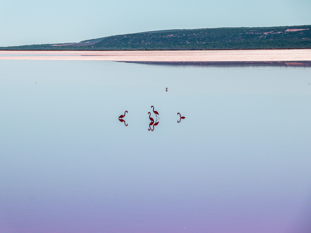 Flamingoes at Hutt Lagoon